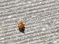 Cryptocephalus luteosignatus