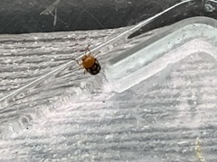 Cryptocephalus luteosignatus