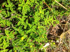 Hypericum balearicum