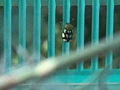 Cryptocephalus luteosignatus