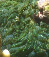 Chlorophyta