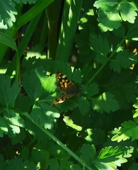 Pararge aegeria