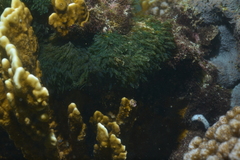 Chlorophyta