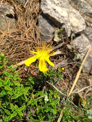 Hypericum balearicum