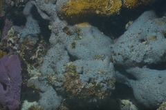 Scleractinia