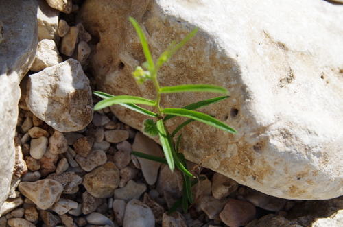 Image of Tragia leptophylla by (c) Eric Knight, some rights reserved (CC BY)