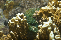 Chlorophyta