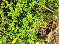 Hypericum balearicum
