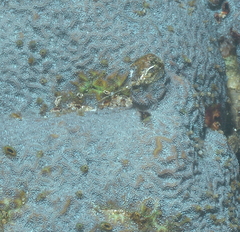Scleractinia