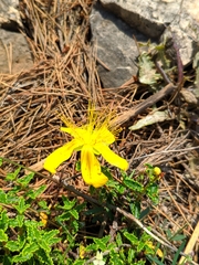Hypericum balearicum