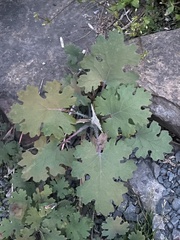 Macleaya cordata