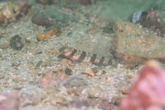 Amblyeleotris periophthalmus