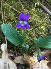 Viola sagittata