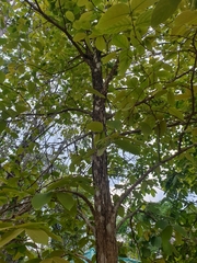 Lagerstroemia loudonii