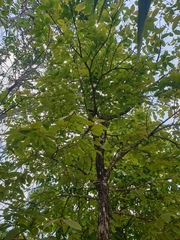 Lagerstroemia loudonii