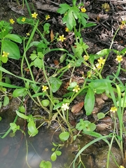 Ranunculus ophioglossifolius