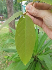 Lagerstroemia loudonii