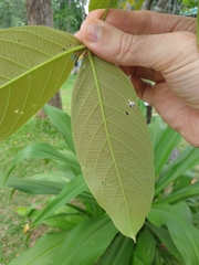 Lagerstroemia loudonii