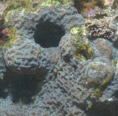 Scleractinia