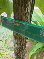 Lagerstroemia loudonii