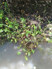 Ranunculus ophioglossifolius