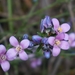 Blue Boronia - Photo (c) Jessica, some rights reserved (CC BY-NC), uploaded by Jessica