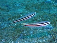 Valenciennea helsdingenii