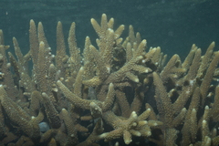 Acropora
