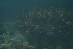 Acropora