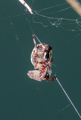 Larinioides suspicax