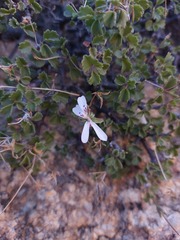 Pelargonium xerophyton