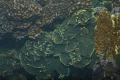 Montipora