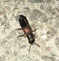 Staphylinus caesareus