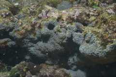 Scleractinia