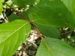 Cryptocephalus guttulatus