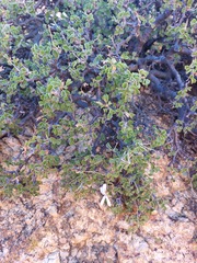 Pelargonium xerophyton