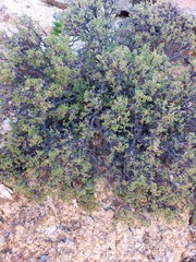 Pelargonium xerophyton