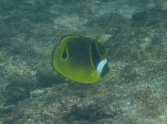 Chaetodon lunula