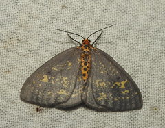 Abraxas poliaria