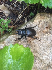 Lucanus placidus