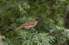 Agelaioides fringillarius