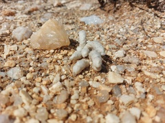 Anacampseros papyracea