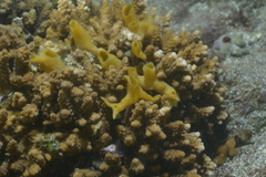 Callyspongia
