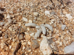 Anacampseros papyracea