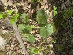 Aconitum lasiostomum