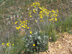 Osteospermum junceum