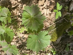 Aconitum lasiostomum