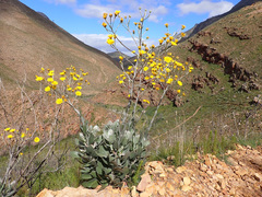 Osteospermum junceum