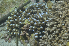 Acropora