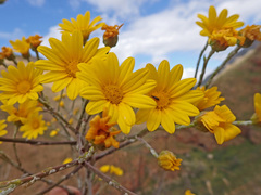 Osteospermum junceum